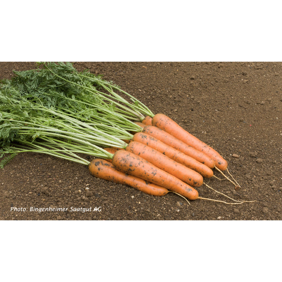 CARROT; Rodelika